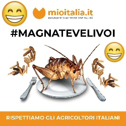 magnatelivoi